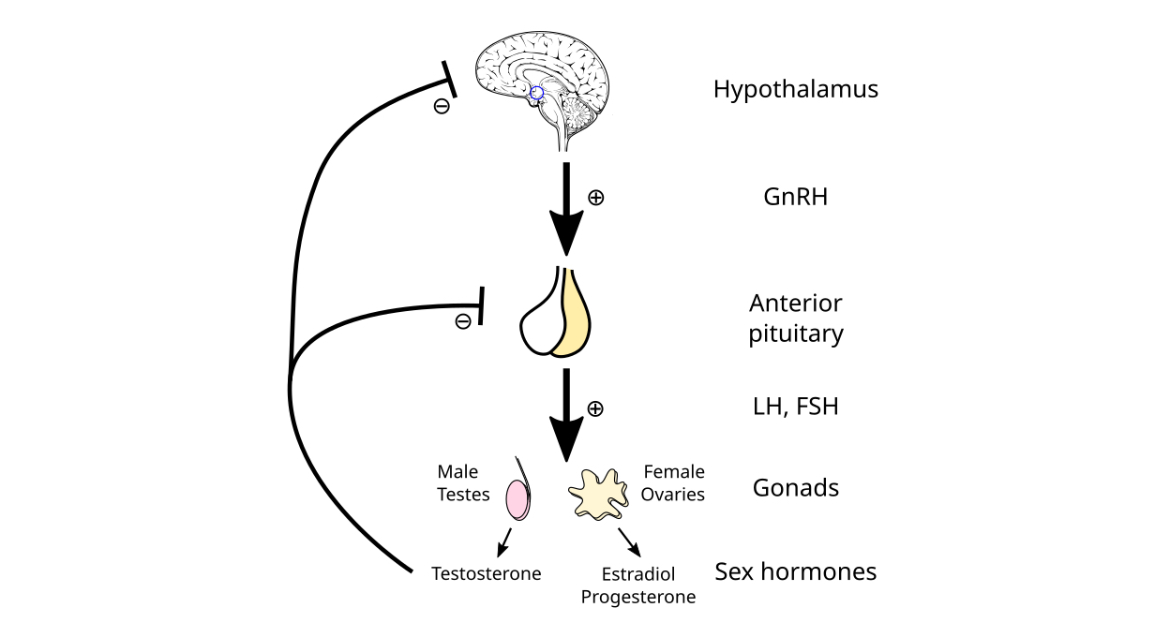 Hypo gonadal axis Hypo gonadal axis