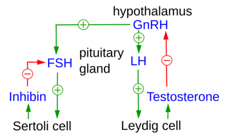 HPG regulation in males, with the inhibin/activin system playing a similar role on GnRH-producing cells HPG regulation in males, with the inhibin/activin system playing a similar role on GnRH-producing cells